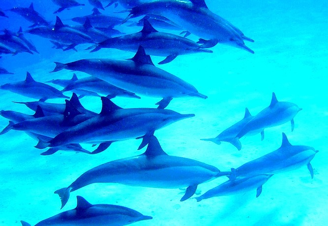 Dauphins