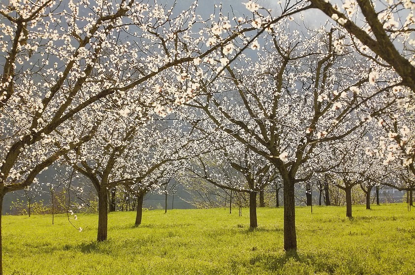 Verger au printemps