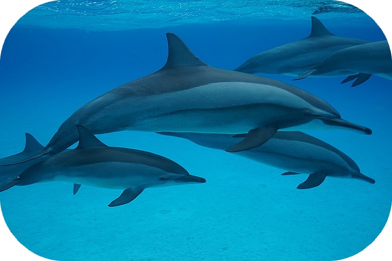 Dauphins