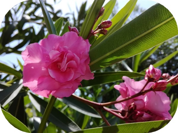 Fleurs et aromathérapie