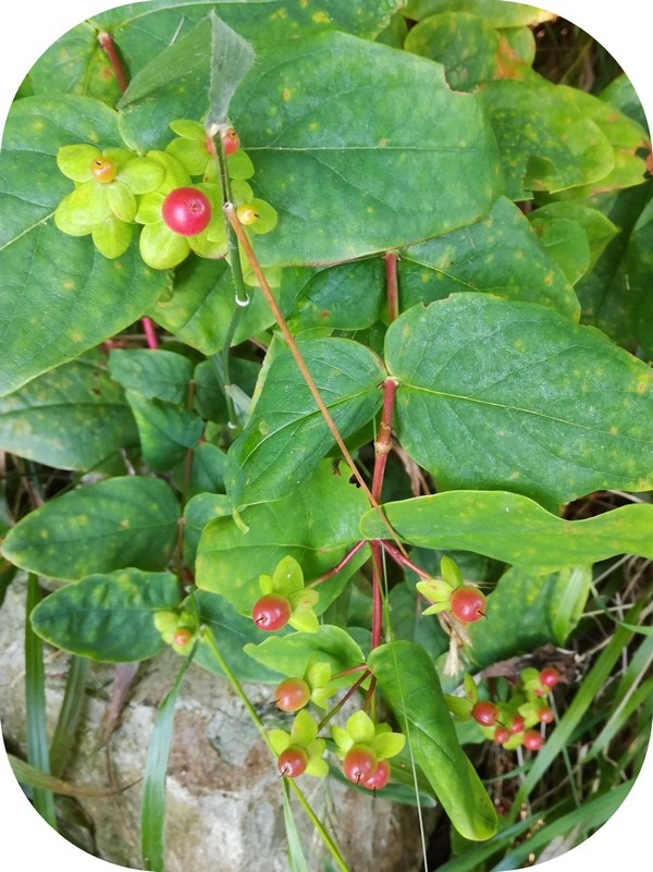 Fruits sauvages aromathérapie