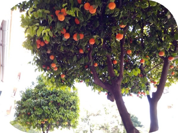 Oranger aromathérapie