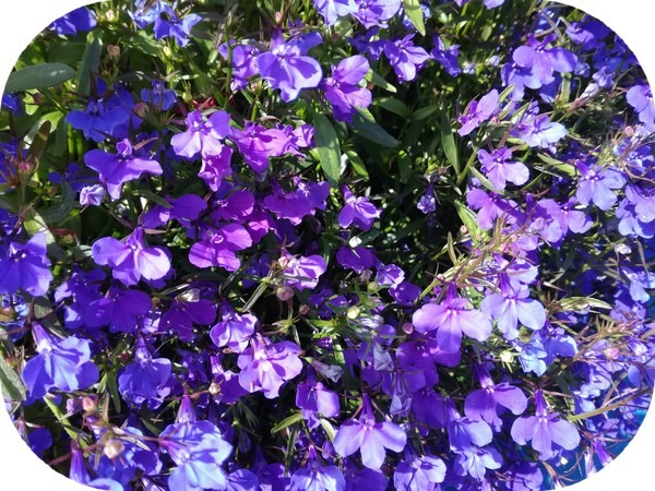 Fleurs de violettes aromathérapie