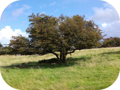 dav Arbre Irlande aromathérapie