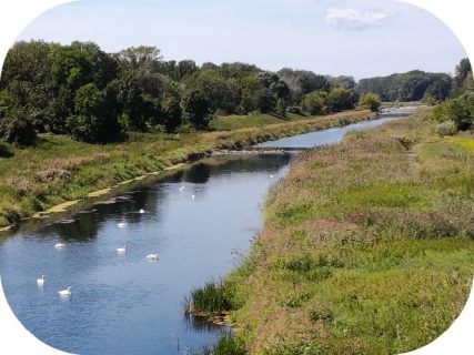 Canards sur rivière