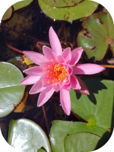 dav Nénuphar aromathérapie