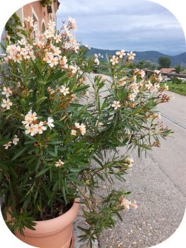 Pot de fleurs