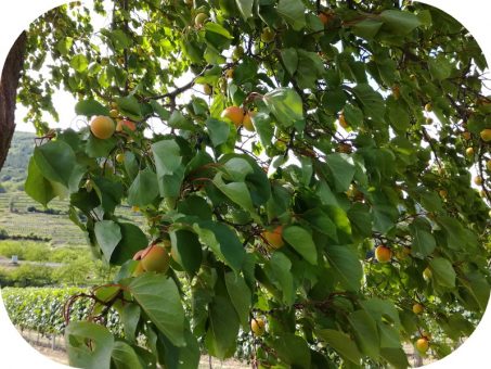 bty Fruits aromathérapie