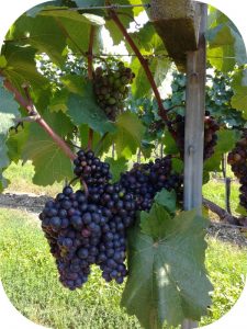 dav Vigne aromathérapie